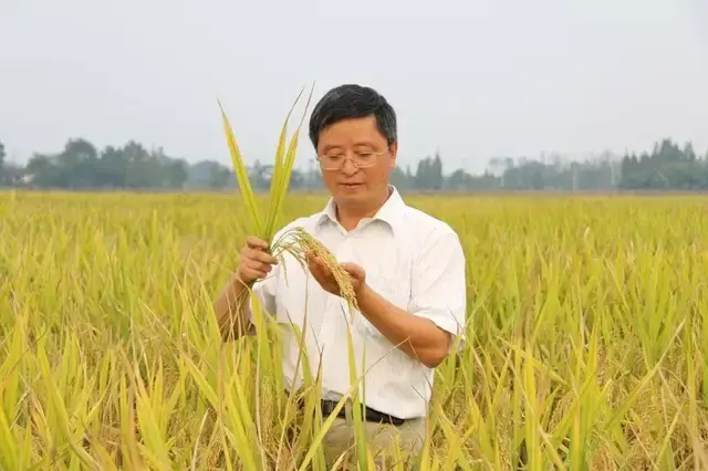 中国科学家首次构建水稻图形基因组，打开水稻基因结构变异研究大门，有望解决传统基因组变异鉴定“卡脖子”难题 - 知乎