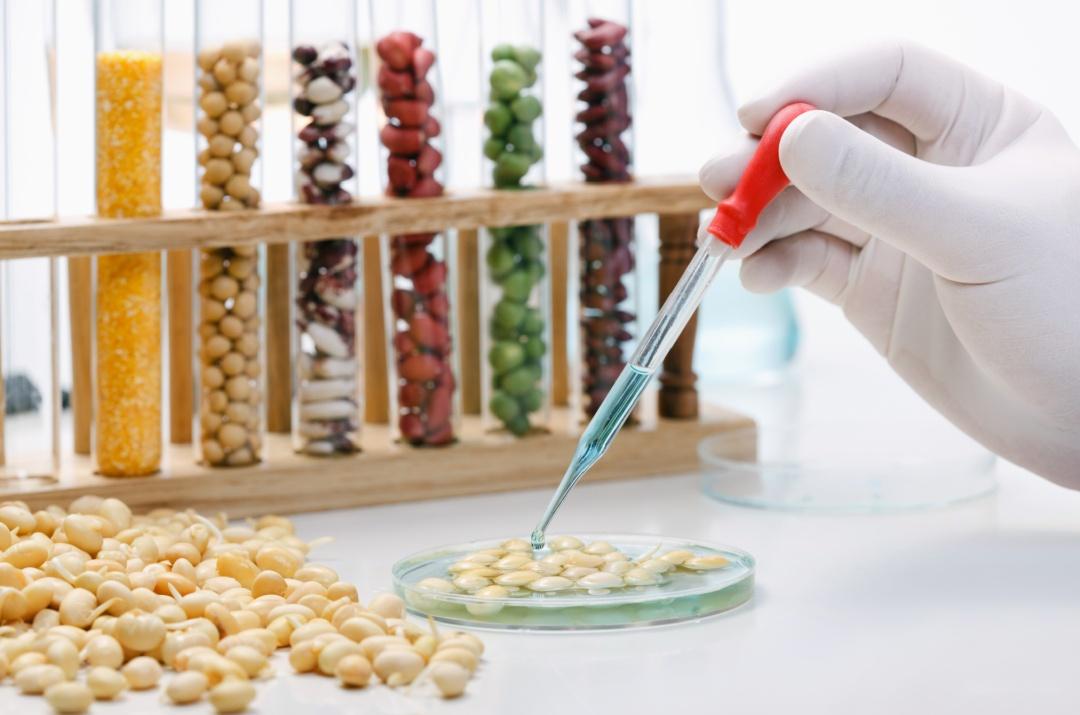 转基因食品到底安不安全