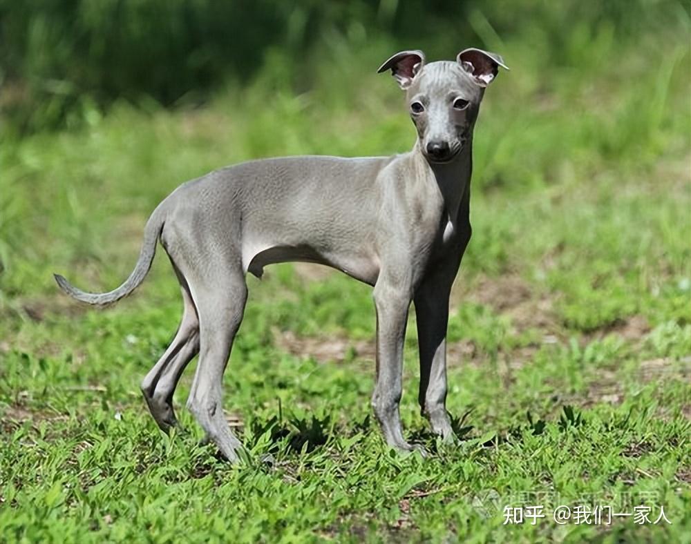 意大利灵缇犬，可爱又娇小的“精灵”，养了绝不后悔 知乎