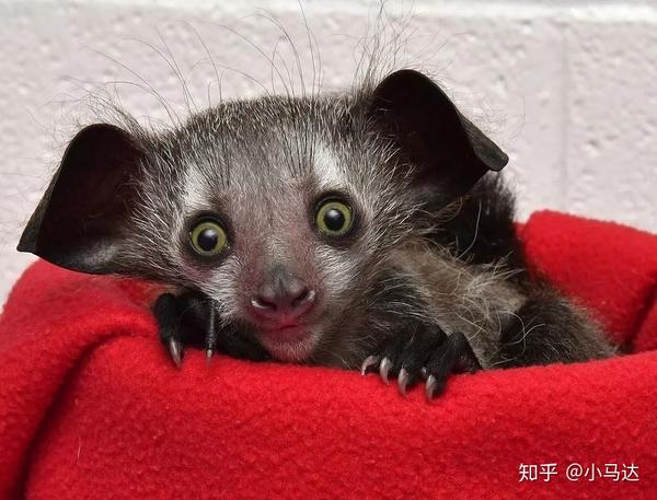 马达加斯加动物界的小人国可爱到爆炸