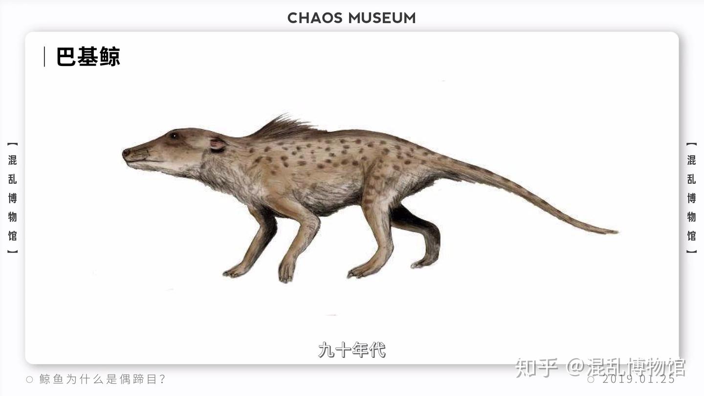 配图】鲸鱼为什么是偶蹄目丨混乱博物馆- 知乎