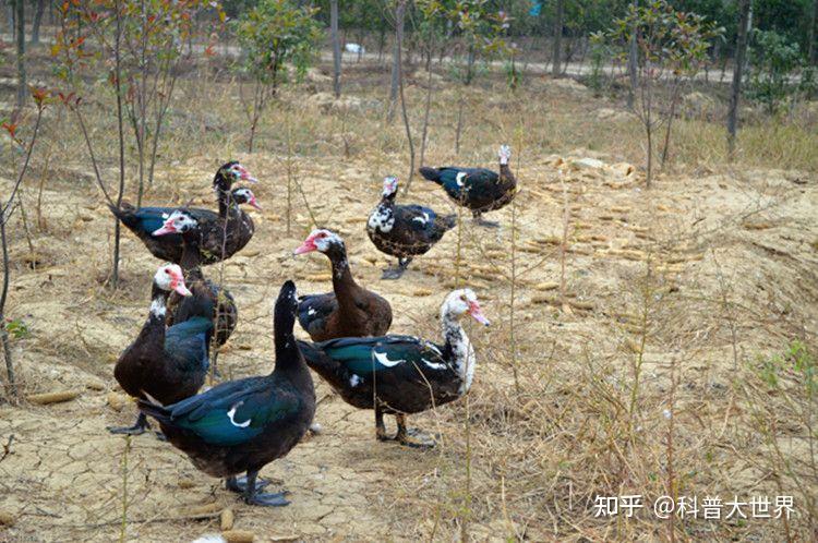 湖北有种家禽叫暾都说是鹅鸭杂交品种鹅与鸭子真能杂交繁殖吗