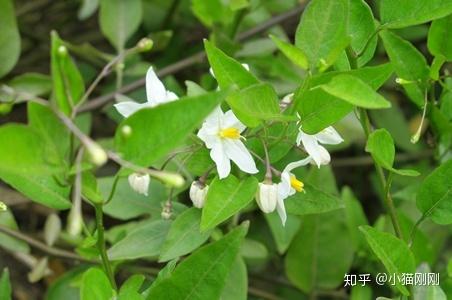 铲屎官们你知道哪些植物对猫有毒吗