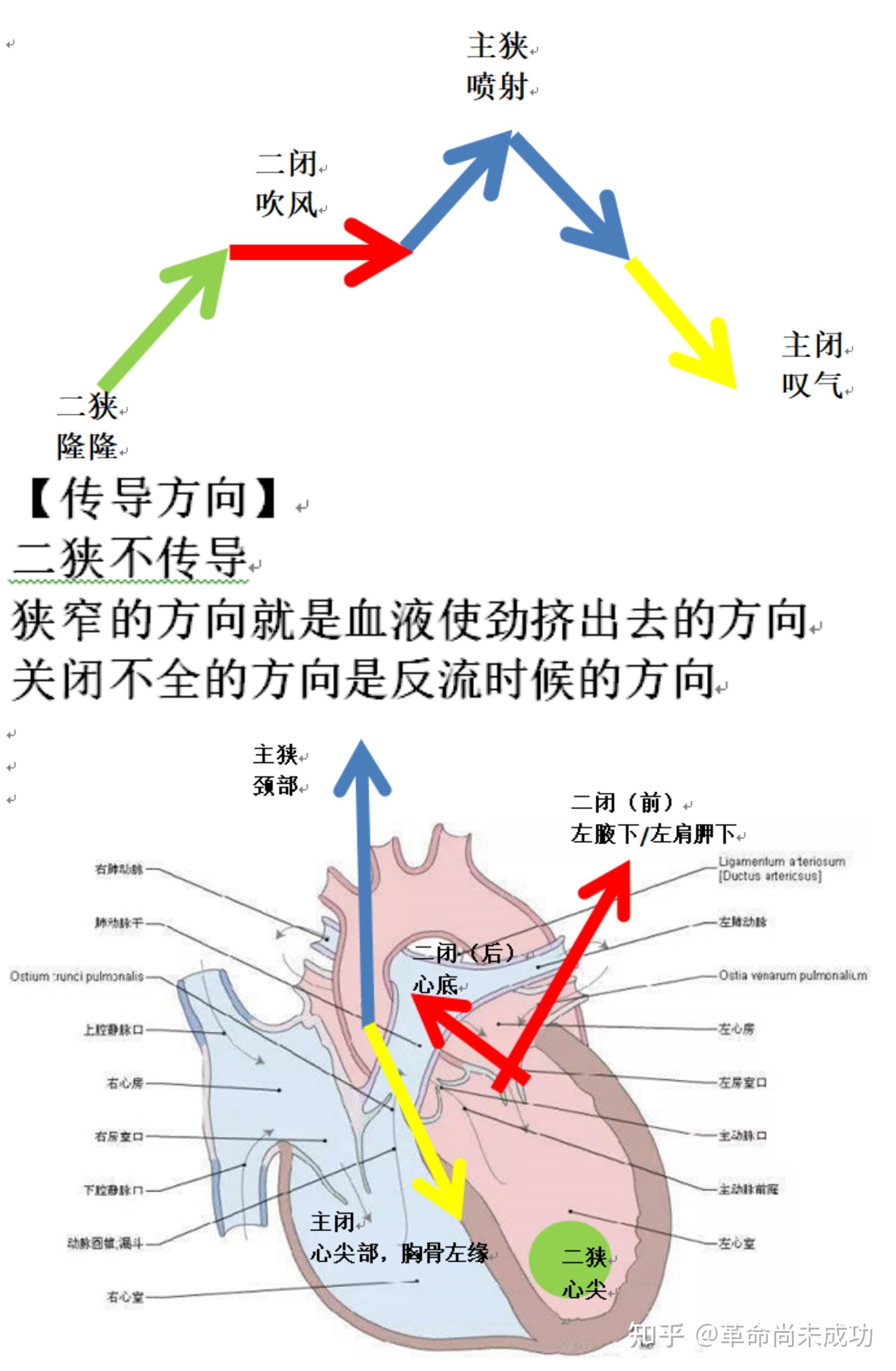 心脏除极顺序图解图片