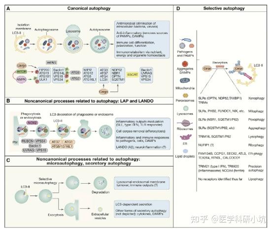 Immunity重磅综述：炎症、感染和免疫代谢中的自噬 - 知乎