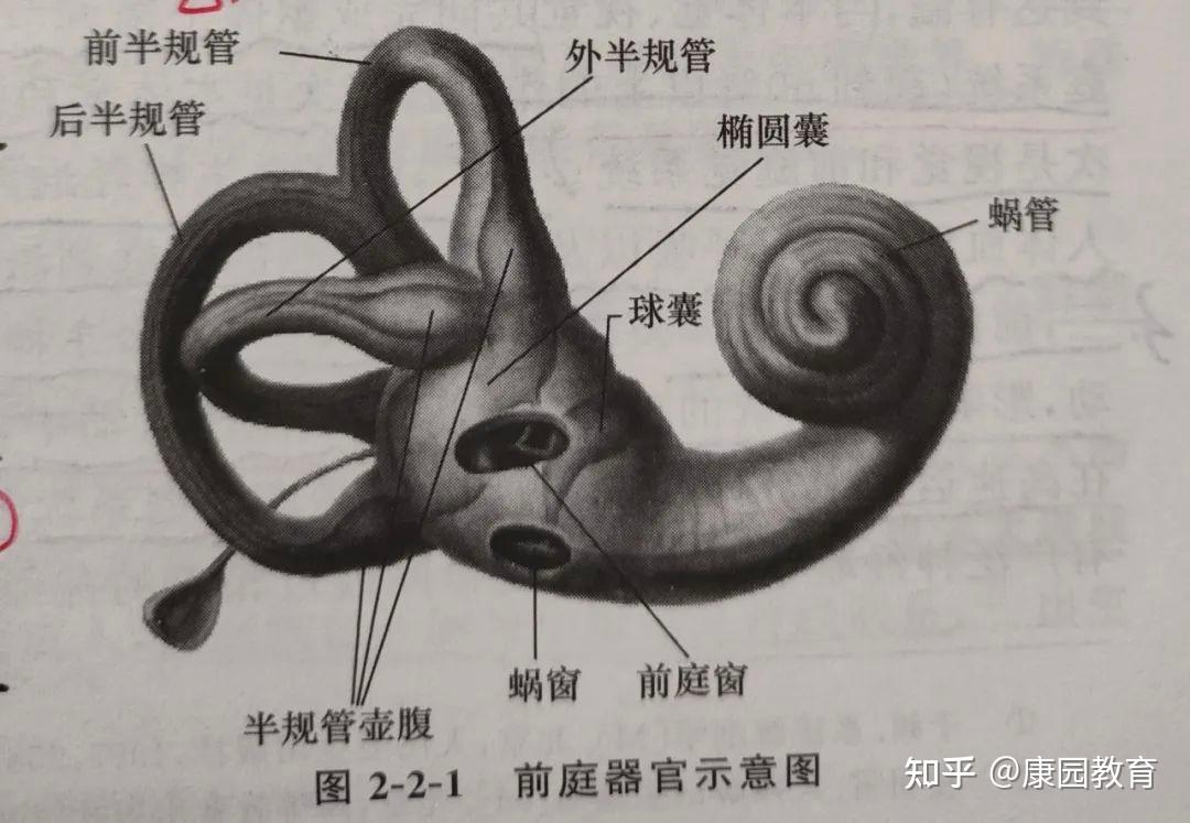 【科普】感觉统合之什么是前庭觉? - 知乎