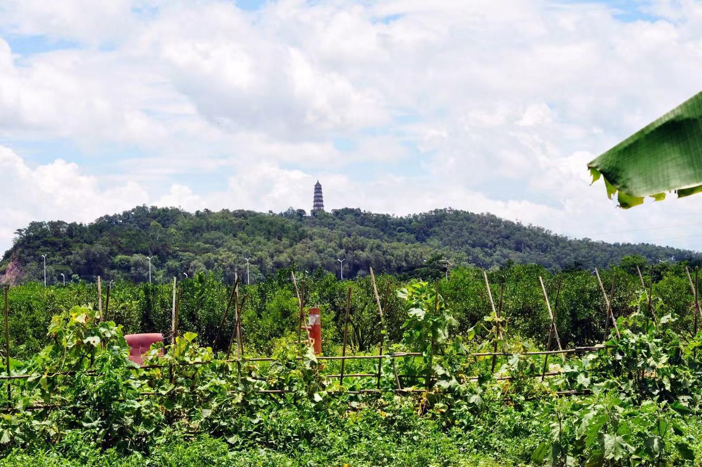 茶坑梁新会陈皮原枝老树的典范