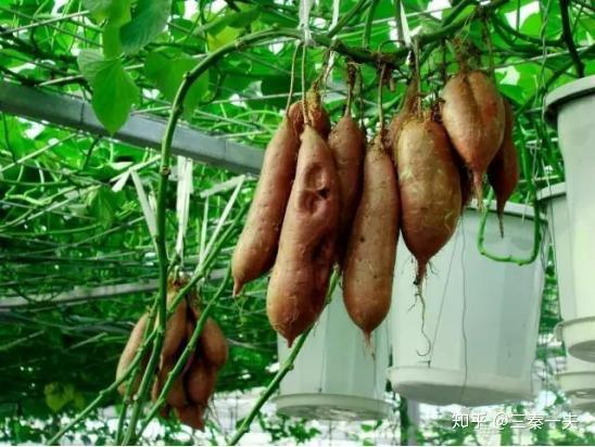 空中红薯种植 新型种植方式颠覆传统 红薯无土栽培营养液 Urpimp网