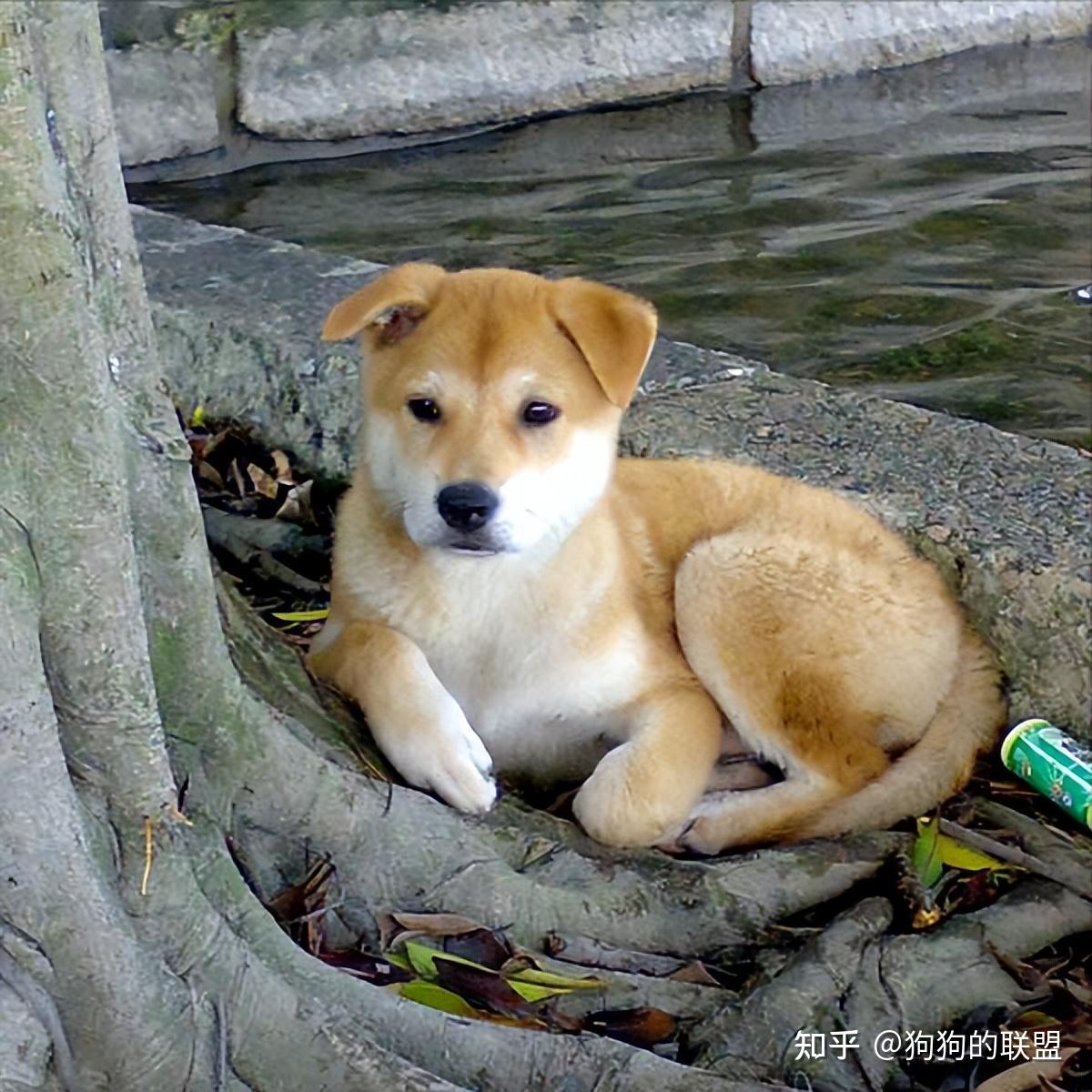 本土名犬——“中华田园犬”，它的优点，众人点赞 - 知乎