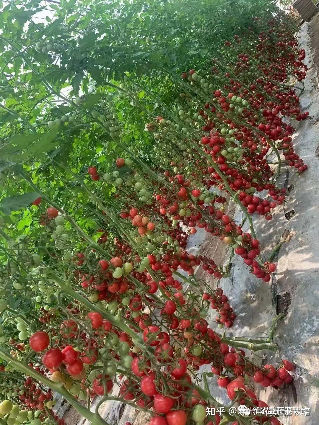 四季播种番茄圣女果小番茄苗 阳台西红柿盆栽 蔬菜千禧小西红柿苗-阿里巴巴