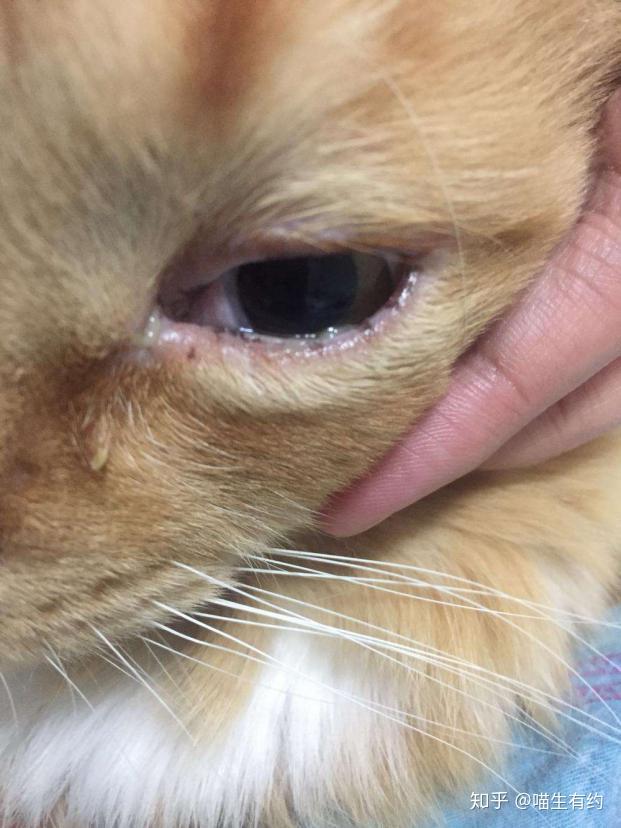 猫咪病症早知道:眼部疾病角膜炎