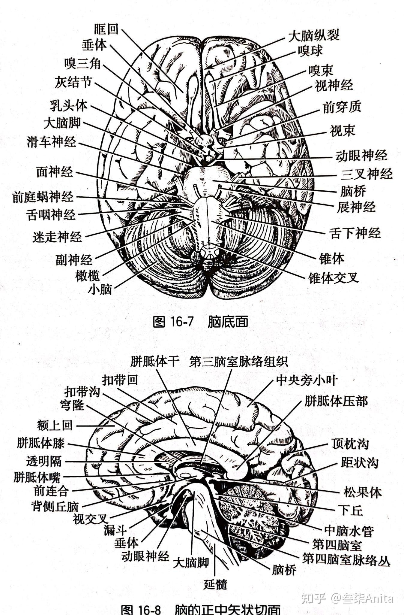 脑的正中矢状面中枢神经