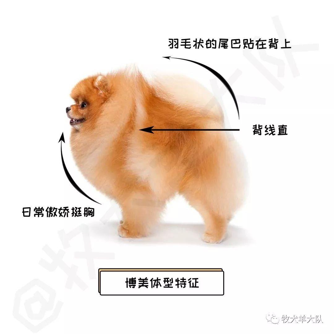 假品种犬避雷指南之小型犬博美