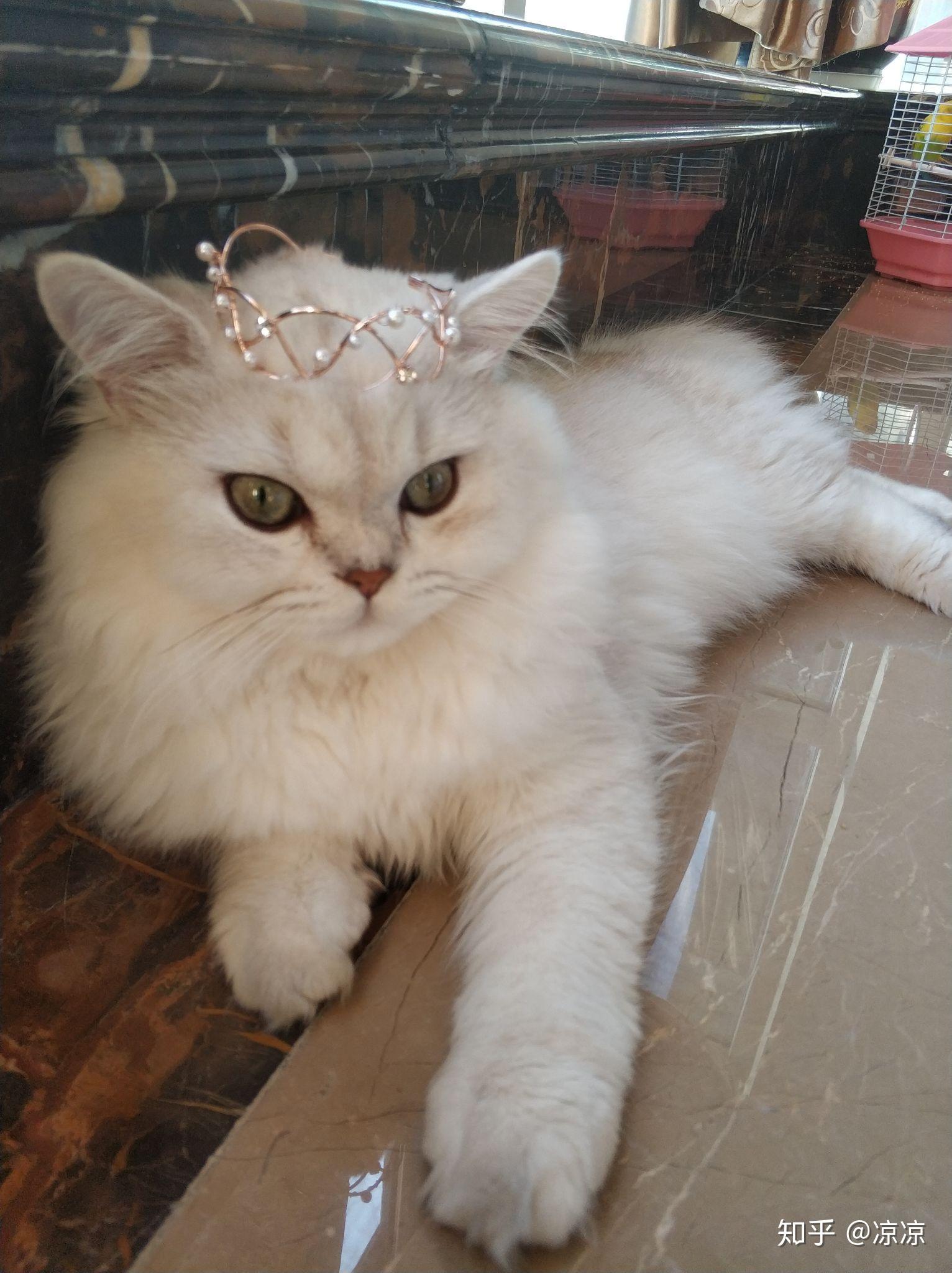 怎样可以不让猫咬人 v2-5577b52fd17183f0b066229466ae1deb_r.jpg