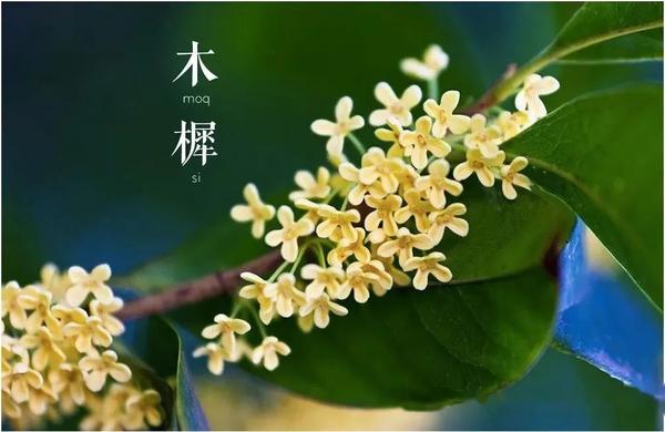【植物界全系列】唇形目—木樨科(四):柊树 - 知乎