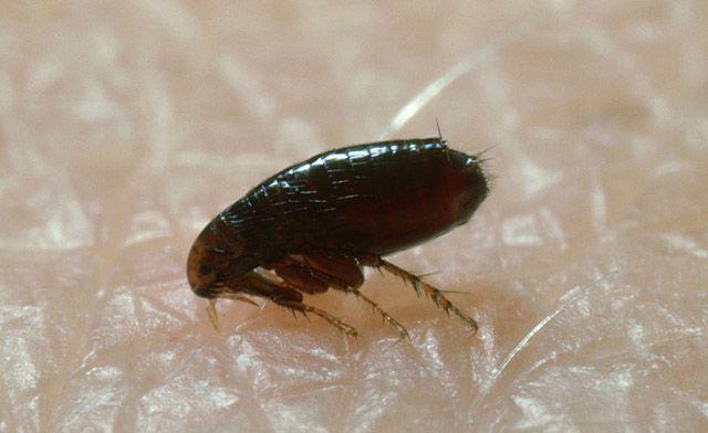 消灭跳蚤我有发言权