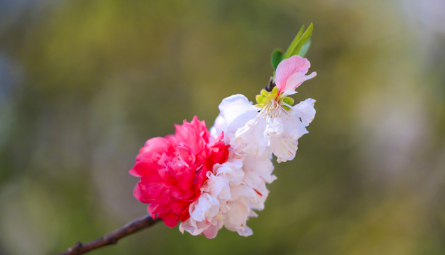 4月开花的植物图片