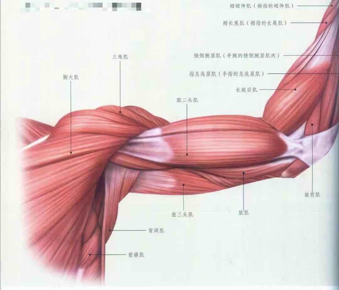 肘窝 (3)-局部解剖学图谱-医学