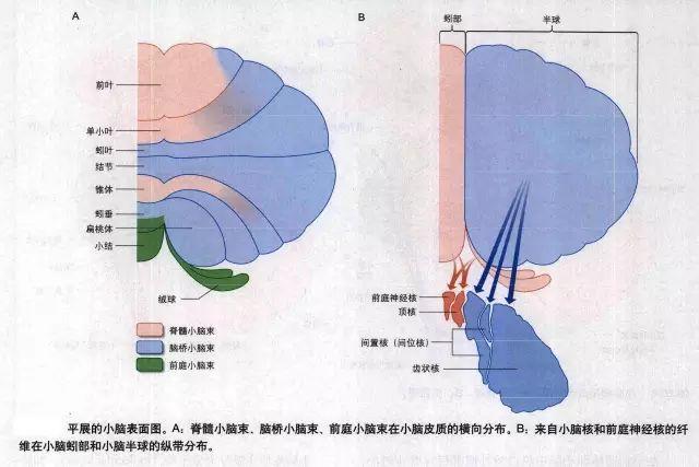 小脑的内部结构