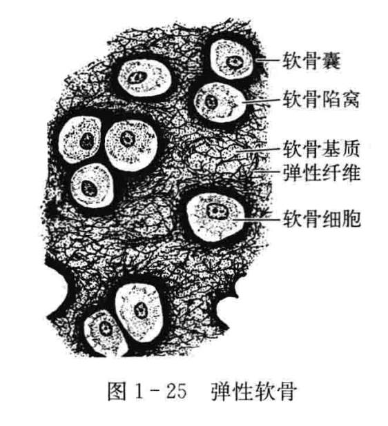 软骨陷窝图片