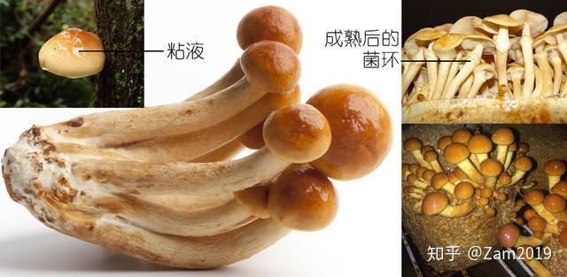 蘑菇记｜以科学的名义，鉴别各种常见食用菌 - 知乎
