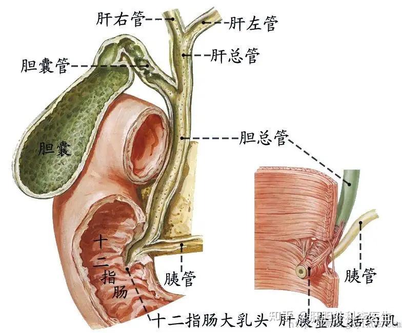 t管窦道形成图片图片