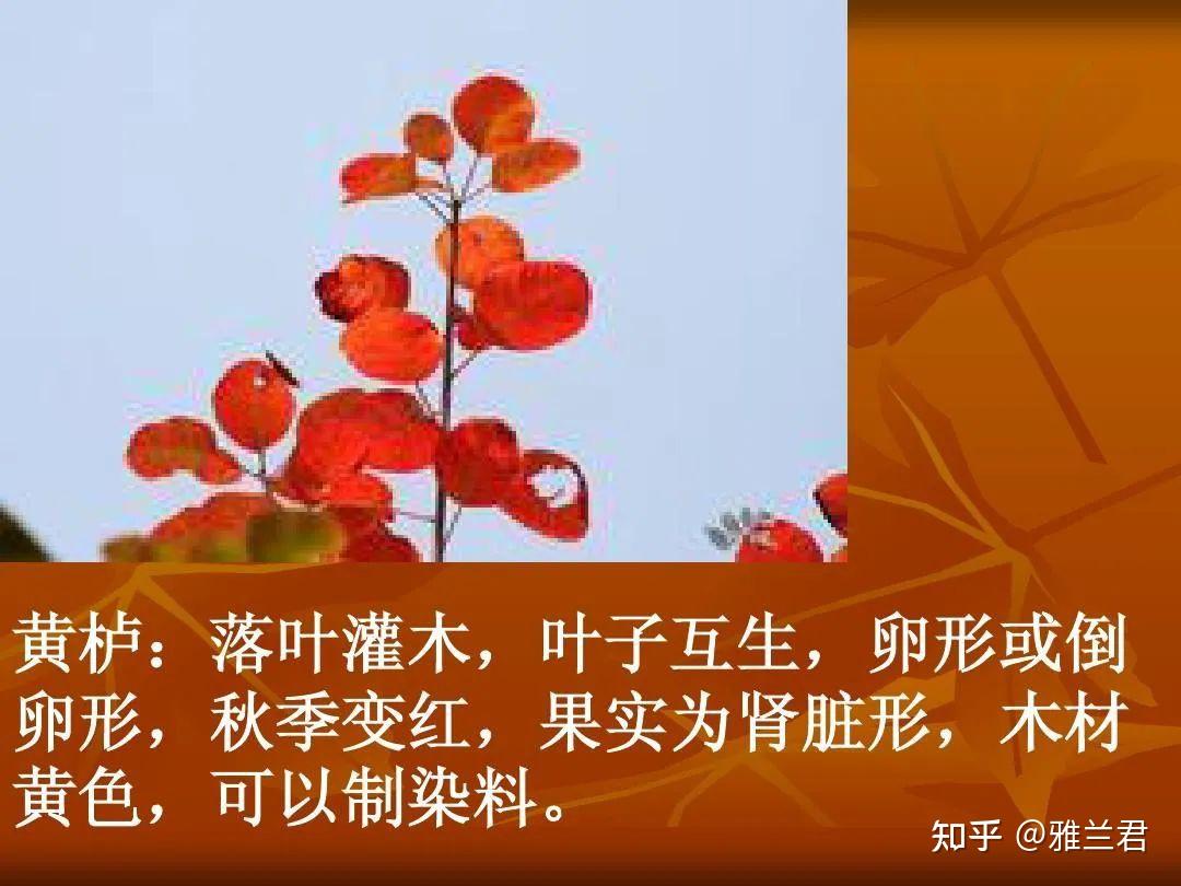 常用的11种植物染料 - 知乎