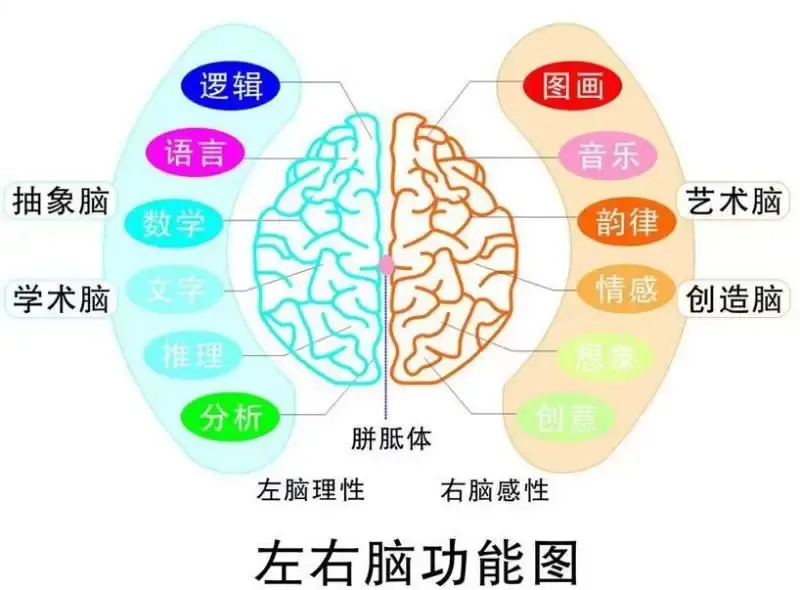 大脑横裂图片