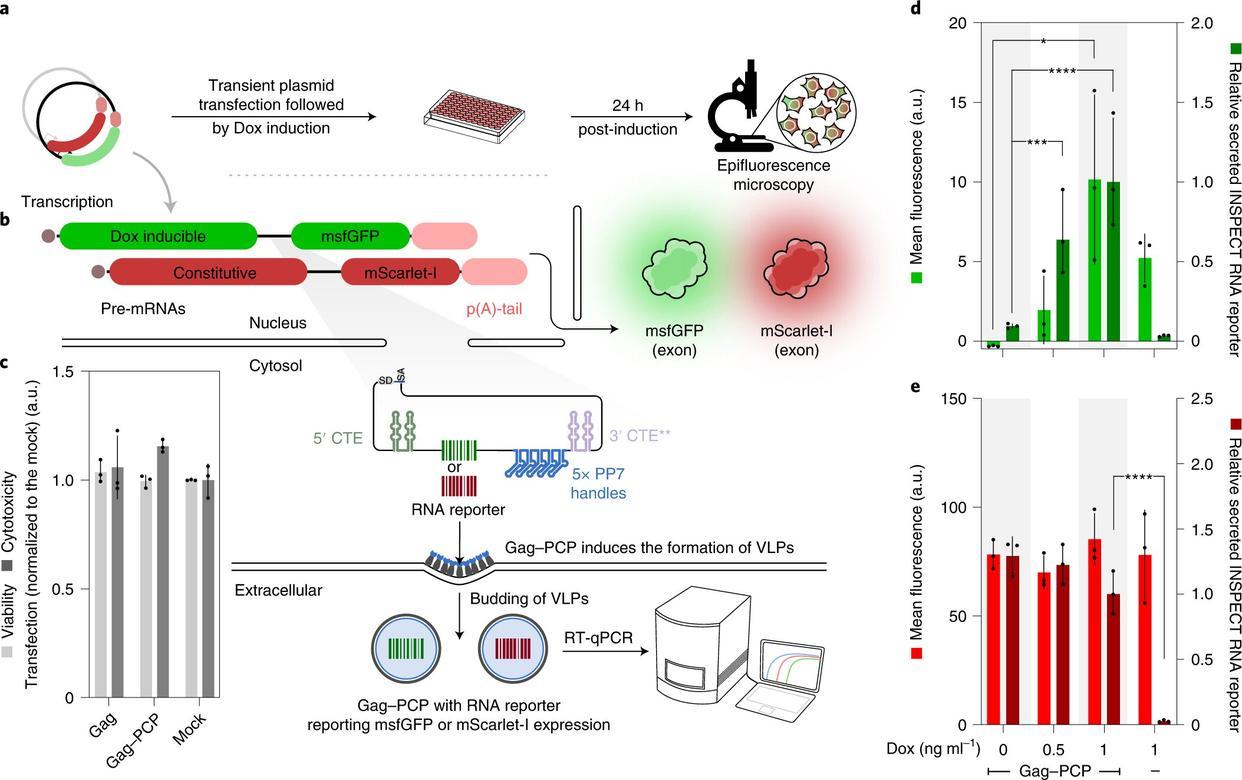 Long Non Coding Rna Cosa Sono