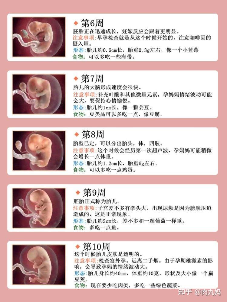 孕期1—40周胎儿发育全过程,准爸妈必看 