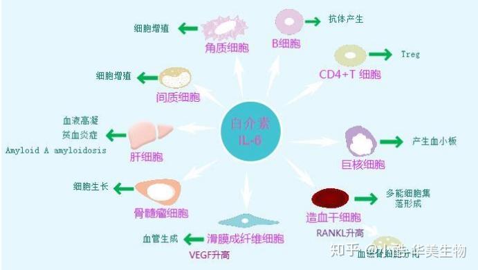 6),简称白介素6 (il