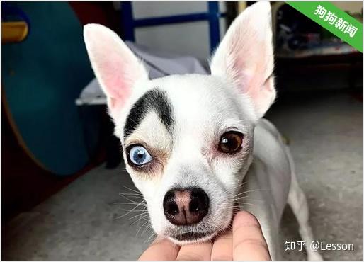 狗狗长着一张阴阳脸看得人强迫症要犯了