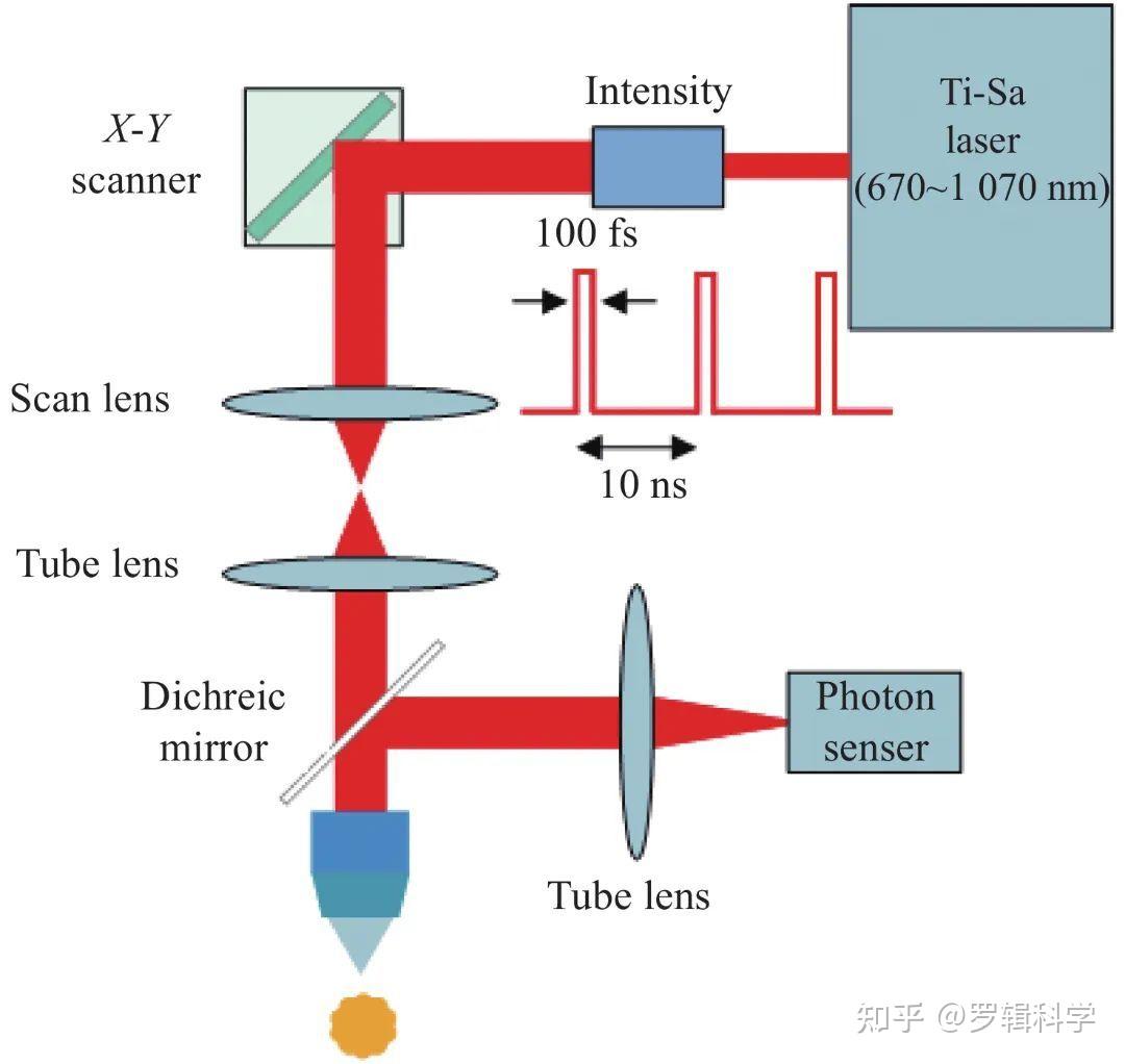 前沿研究:在体跨尺度双光子显微成像技术的发展与应用 - 知乎