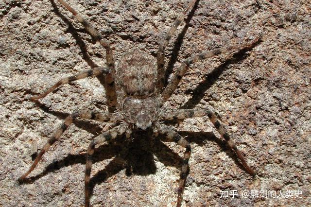 新蛛亚目—拟扁蛛科