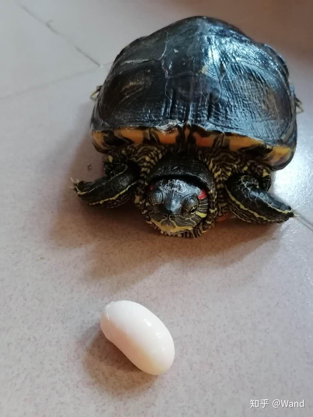 龟蛋孵化后期三个注意事项,以及龟蛋孵化季，这些知识你都懂？