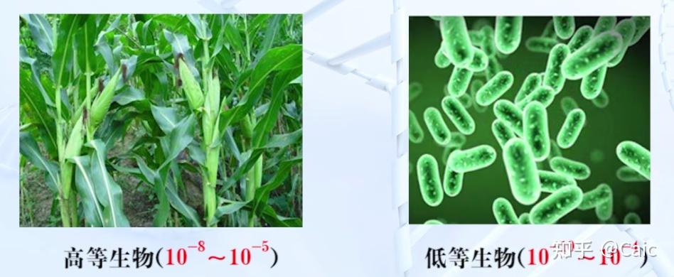 遗传学_5 基因突变的概念与意义 - 知乎