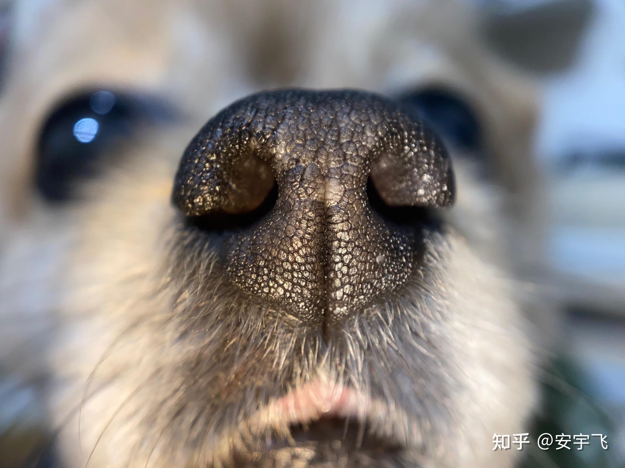 狗 鼻子 家畜 - Pixabay上的免费照片 - Pixabay