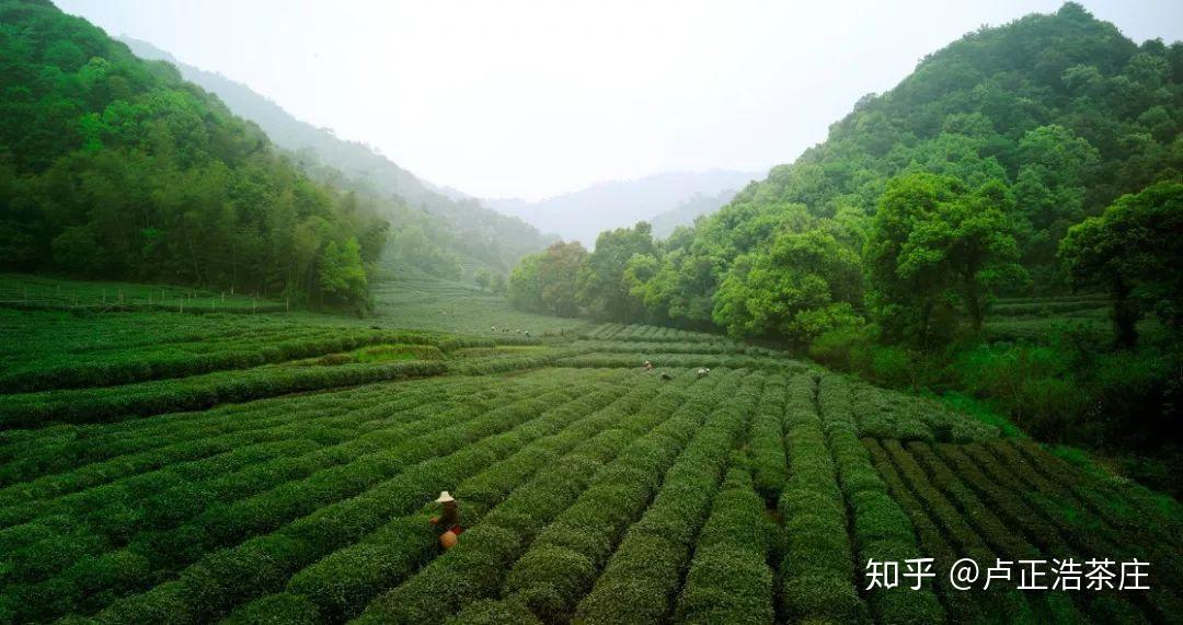 教你一招啥是正宗西湖龙井茶看完秒懂
