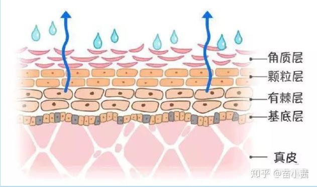 如何修复肌肤屏障? - 知乎