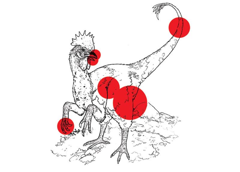 进化的历程将祖先的特征像记忆一样封存在基因中,这些特征并未消失