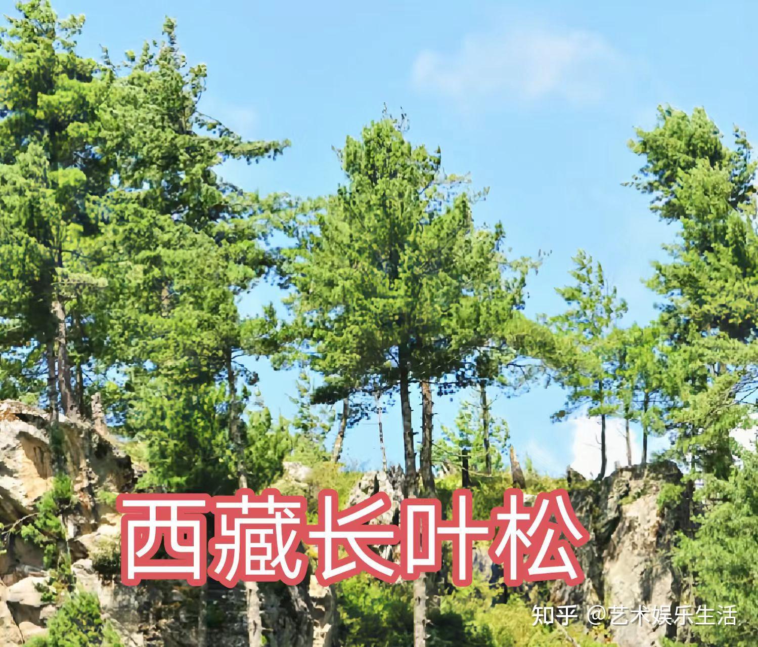 215种松科植物,最长寿的狐尾松已经活了4800岁 - 知乎