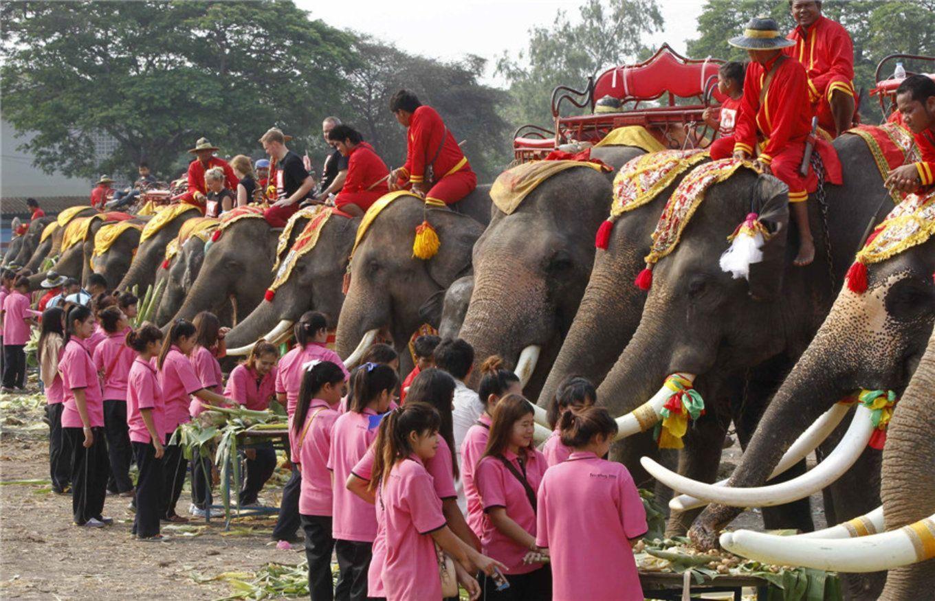泰国的国宝——大象