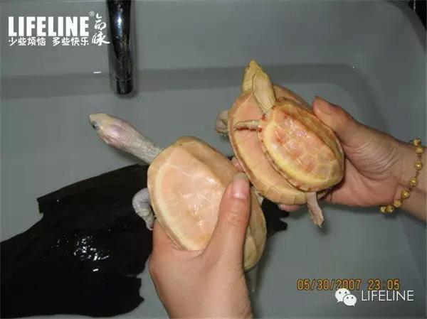 变异巴西龟苗▲白化黄缘盒龟▲变异安布闭壳龟而很多龟友最感兴趣的