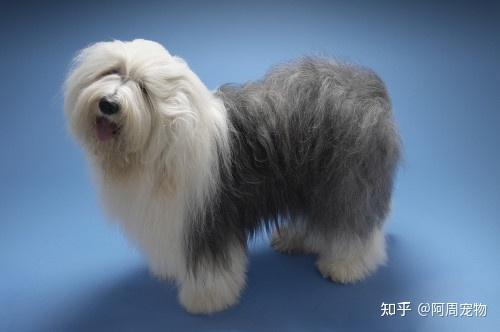 常见狗狗品种长毛图片