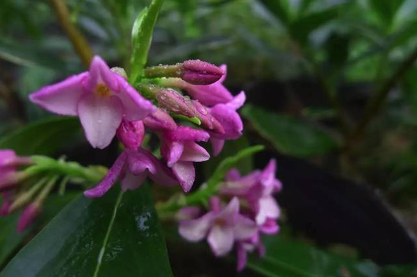 庭院种上这6种树 香飘满园 知乎