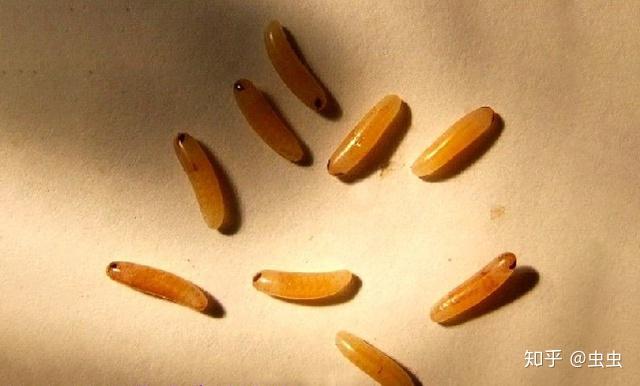 探查蝗虫的产卵洞