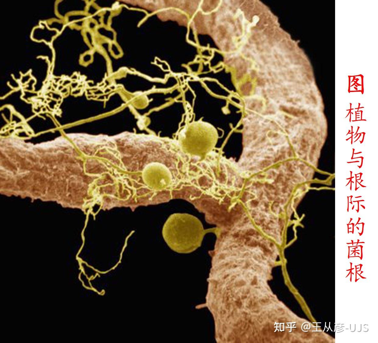 生物的共生关系 - 知乎