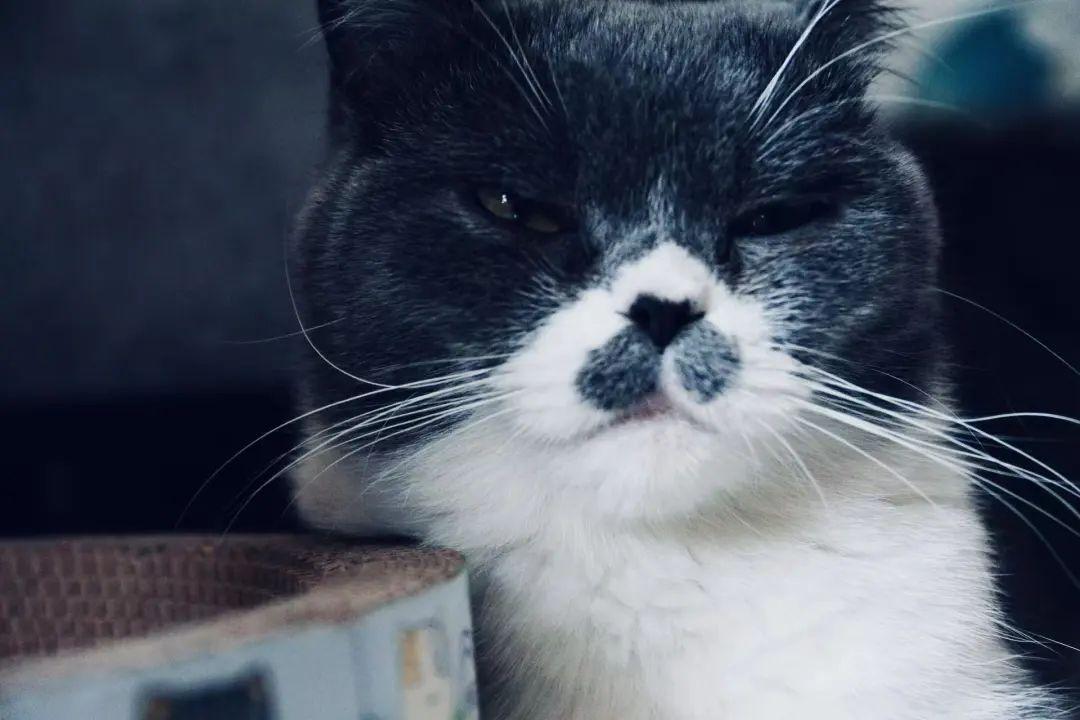 男子给自家猫取名”八嘎“,猫咪不慎走丢后,男子满小区大喊“八嘎”...... - 知乎