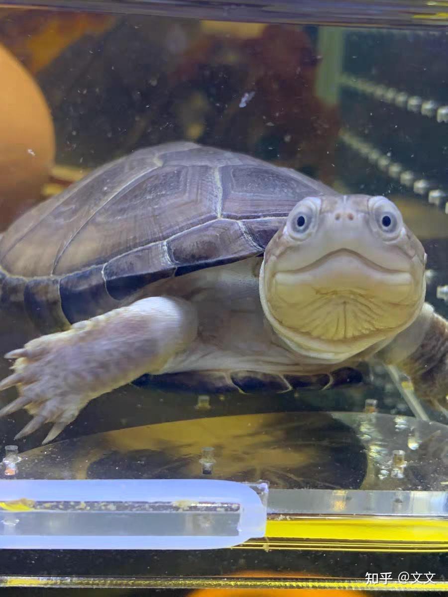 盯着主人发呆的西非是不是好可爱哈哈哈,好呆萌.