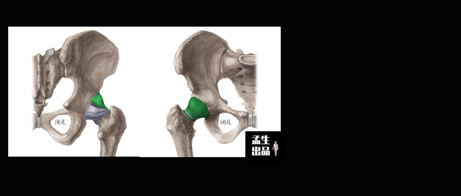 坐骨与闭孔是一家,因为闭孔就是由耻骨支与坐骨支结合而围成的一对卵